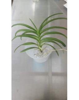 Ванда (vanda tessellata)